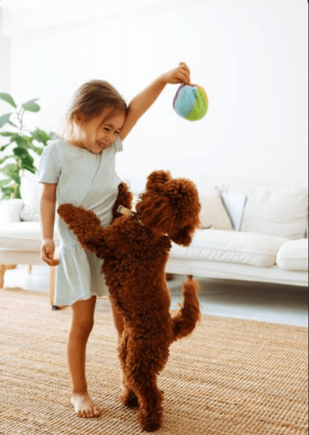How to Choose the Perfect Toy for Your Pet’s Personality - Aussie Pets Store