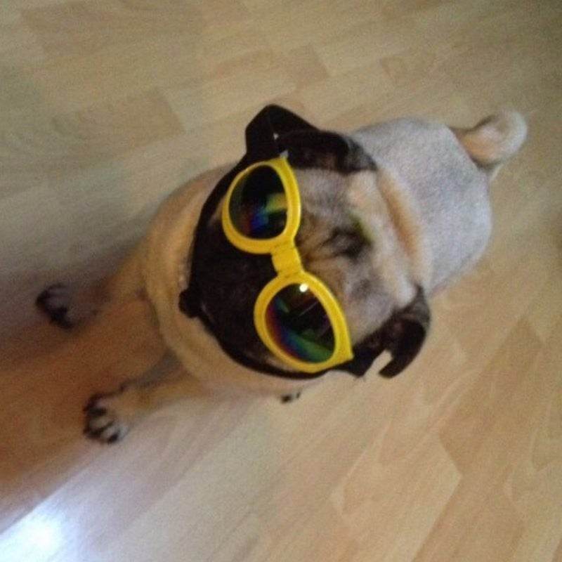 Dog Sunglasses – UV Protection & Stylish Look - Aussie Pets Store