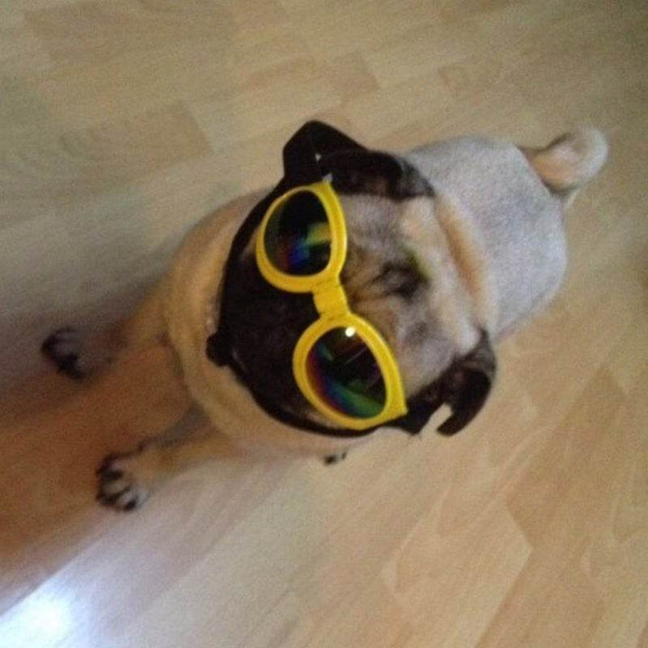 Dog Sunglasses – UV Protection & Stylish Look - Aussie Pets Store