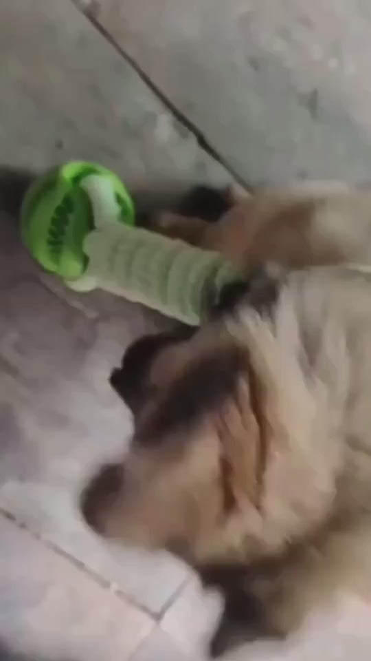 Interactive Dog Toy Balls – Treat & Chew Rope Rubber Balls 🐾.