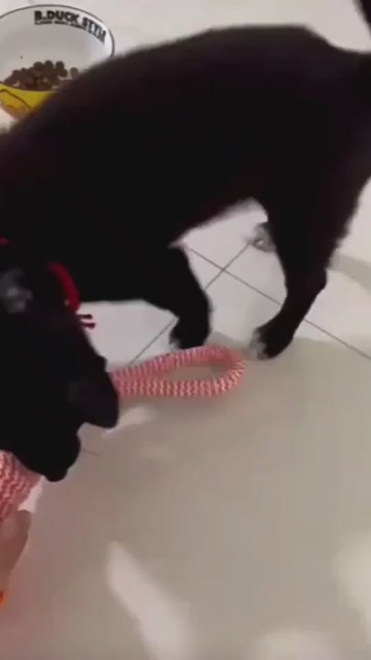 Interactive Dog Toy Balls – Treat & Chew Rope Rubber Balls 🐾.